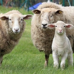Drei Schafe